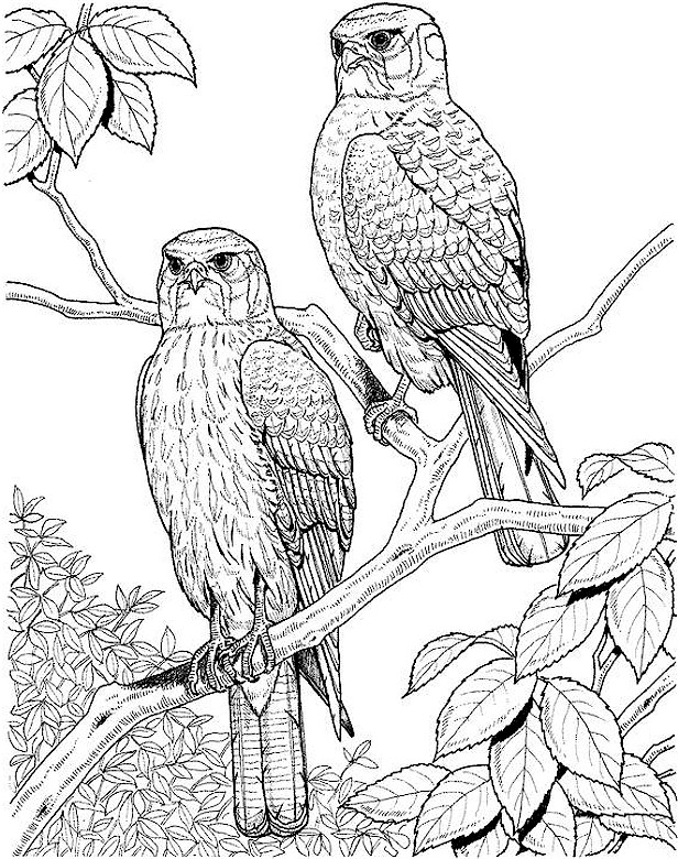 adultowl Colouring Pages