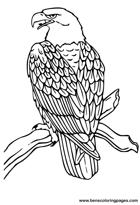 eagle coloring pages animal planet - photo #4