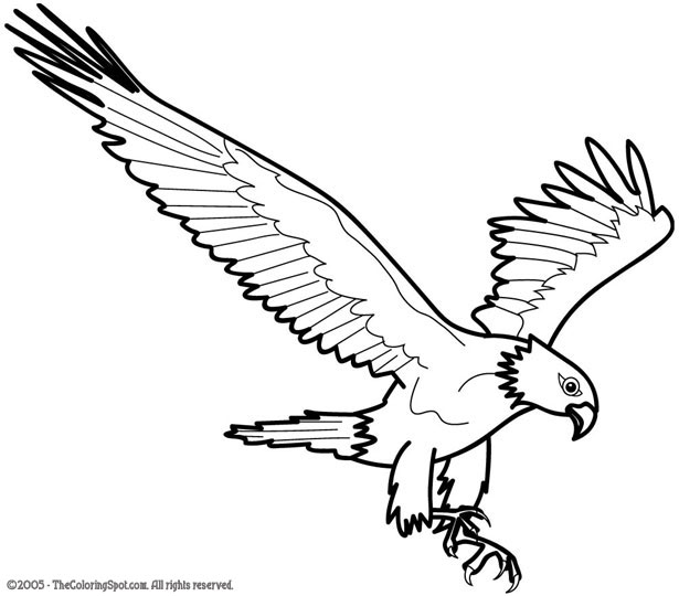eagle coloring pages animal planet - photo #16
