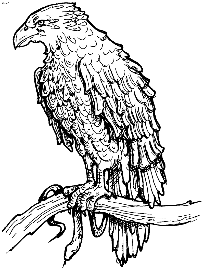 eagle coloring pages bird - photo #28