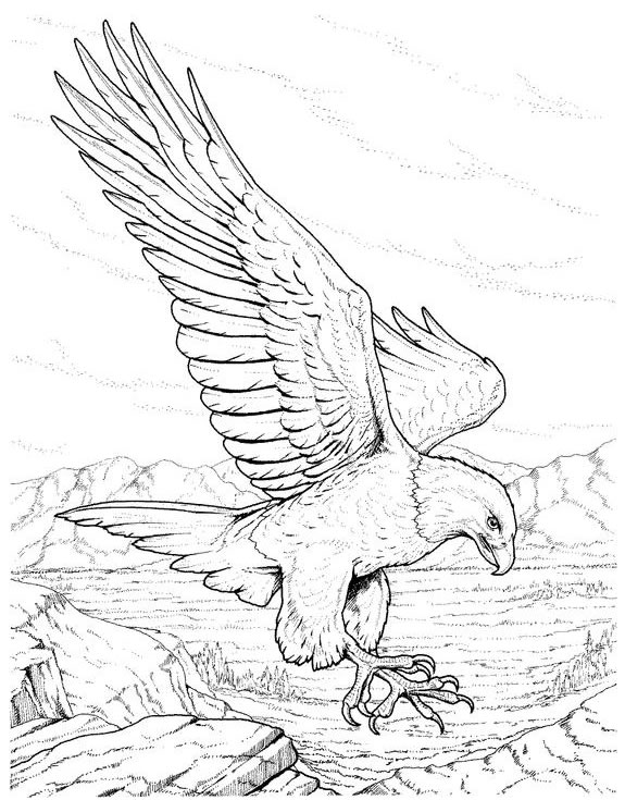 eagle coloring pages bird - photo #13